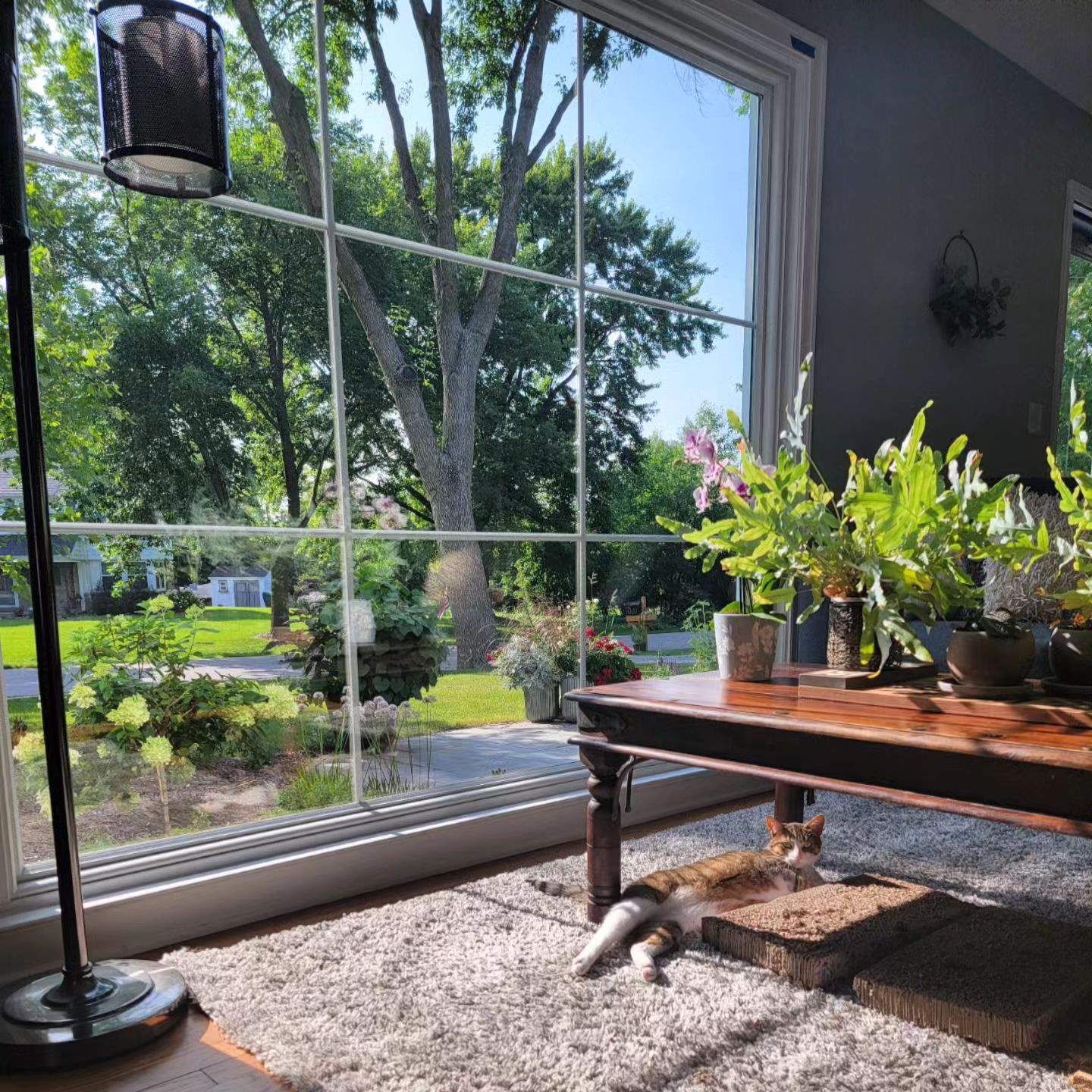 A cat is lounging in front of a very large picture window.