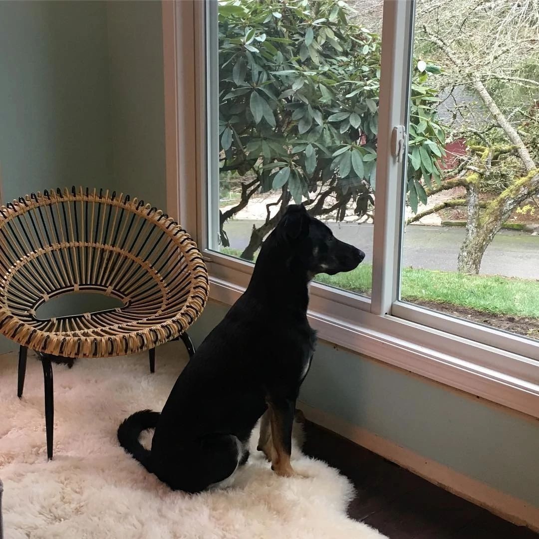 A medium sized black dog looking out a gliding or sliding window.